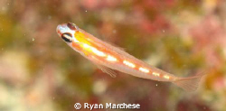 Masked Goby by Ryan Marchese 
